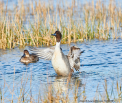 Pintails