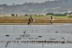 Lesser Black-backed Gulls