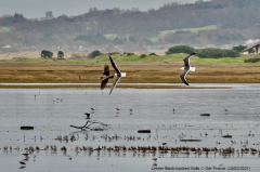 Lesser Black-backed Gulls