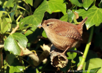 Wren