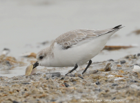 Sanderling