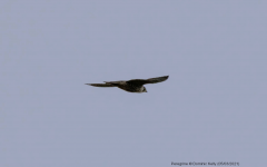 Peregrine