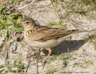 Skylark