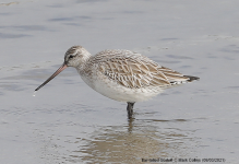 Bar-tailed Godwit