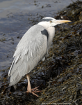 Heron