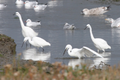 Little Egret