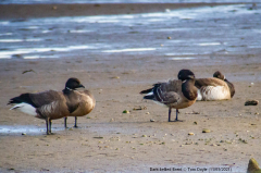 Dark-bellied Brent