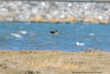 Sparrowhawk