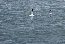 Gannet