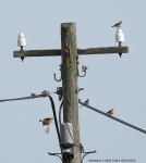 Wheatears