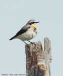 Wheatear