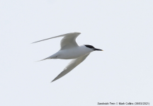 Sandwich Tern