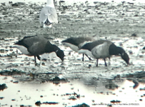 dark-bellied Brent Goose