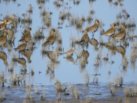 Golden Plovers