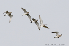 Whimbrels