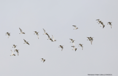 Whimbrels