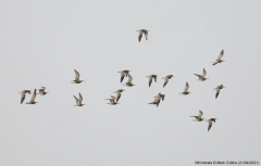 Whimbrels