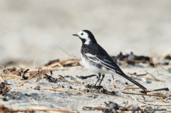 Pied Wagtail