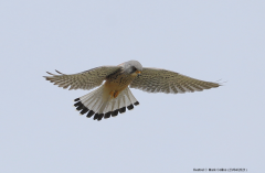 Kestrel