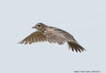 Skylark