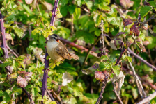 Sedge Warbler