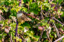 Sedge Warbler