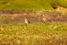 Whimbrels