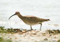 Whimbrel