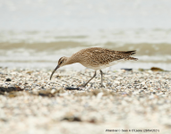 Whimbrel