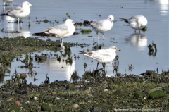 Mediterranean Gull