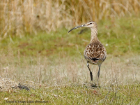 Whimbrel