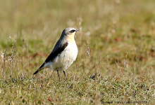 Wheatear