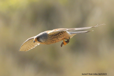 Kestrel