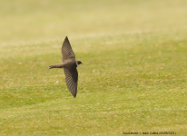 Sand Martin