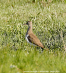 Common Sandpiper