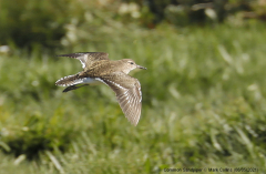 Common Sandpiper