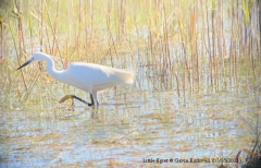 Little Egret