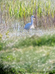 Little Egret