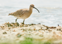 Whimbrel