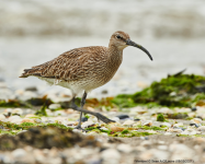 Whimbrel