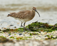 Whimbrel