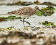 Whimbrel