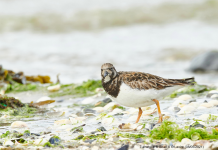 Turnstone