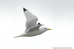 Kittiwake