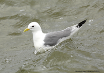 Kittiwake