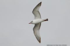 Mediterranean Gull