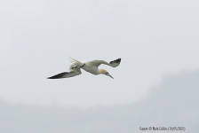 Gannet