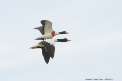 Shelduck