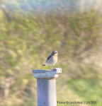 Wheatear