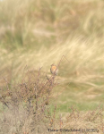 Wheatear